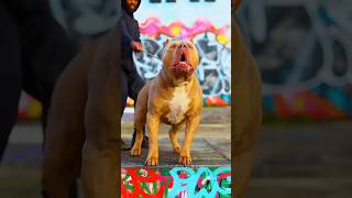 Why Pitbull Is Best Dog? #dog #pitbull #shorts