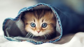 Baby Cats - Cute and Funny Baby Cat Videos Compilation