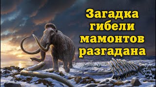 Мамонтов убила не космическая катастрофа, не смена полюсов и не первобытные люди…