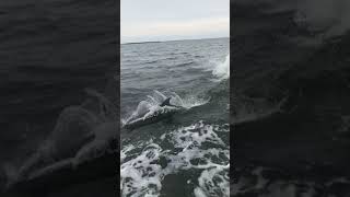 Dolphins Enroute SoSeas (2)