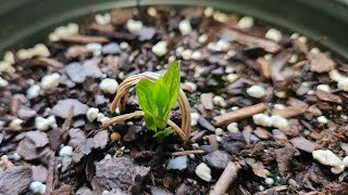 Clematis HF Young plant 🌱