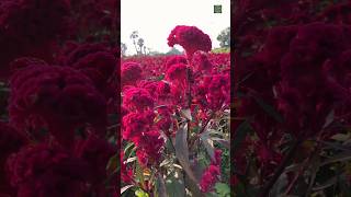 Cockscomb flower | celosia flower | murgai flower... #shorts #flowers #agriculture #gardening