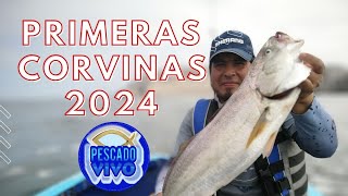 #pesca DE #corvina DESDE EL #bote con #vinilos