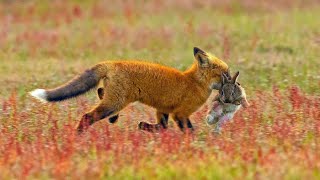 Охота на лису. Fox hunting. Fox control.