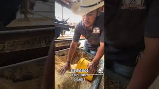 Alimentando a los toros de la cuna del reparo 🐃🐂