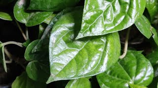 betel leaf plant | betel leaf #shorts