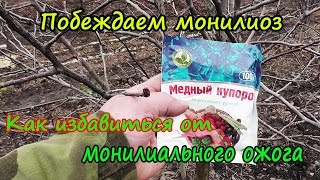 МОНИЛИОЗ, МОНИЛИАЛЬНЫЙ ОЖОГ/ САМЫЙ ЭФФЕКТИВНЫЙ МЕТОД БОРЬБЫ