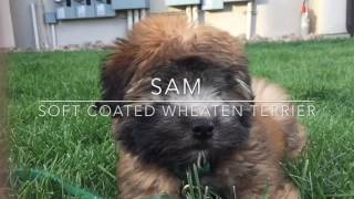 Soft coated Wheaten Terrier puppies in slow mo