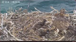 Port Lincoln Osprey 28.10.2024 08:36