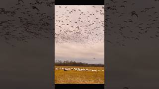 snow geese 2024#wildlife#great floge#youtubeshorts#