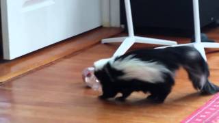 Skunkie playing with a bottle