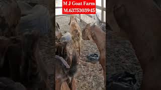 Sirohi Gujari Male // 20se30 kg goats // Only-270 par kg #farming #sirohi #gujari #goats #lowprice