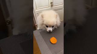 Оставь кусок!  😎  Померанский шпиц. Забавные животные. Pomeranian. Funny animals. Dear Bonya.