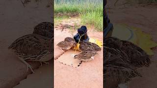 Great Unique Bird Trap #shorts