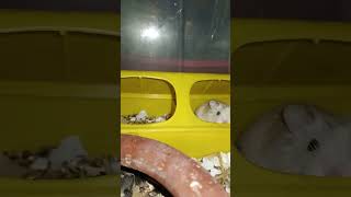 Small pets _ Roborovski hamster pets #shortvideo (1)