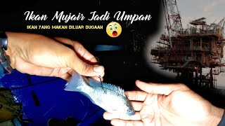 MANCING DI RIG PENGEBORAN MINYAK DI LAUT PAKAI UMPAN IKAN MUJAIR HIDUP, DAPATNYA IKAN BABON-BABON