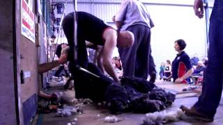 David Fagan Shearing Herdwicks 2012