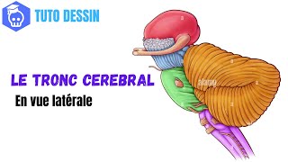 Comment dessiner le Tronc Cérébral en Vue Latérale (+ Cervelet et émergence des Nerfs Crâniens)