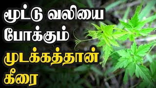 மூட்டு வலியினை போக்கும் முடக்கத்தான் கீரை |முடக்கத்தான் கீரையின் நன்மைகள்|Nalamana Vazhvu.