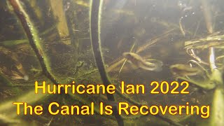 Canal Ecosystem Recovery After Hurricane Ian