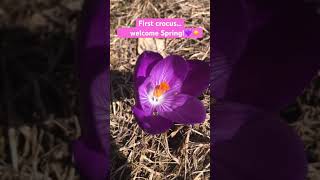 First crocus of spring💜☺️#flowers #hope #spring #nature #garden #flower #shorts #asmr #relaxing