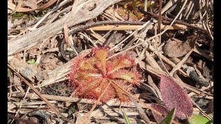 Dwarf Sundew in the Lowcountry