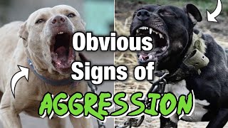 Don't Ignore these signs of Aggression in your dog! ( Warning)