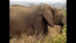 Elephants Eating Tarangire