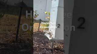 Honeybee Orientation Flights #backyardbeekeeper #beekeeping #bee