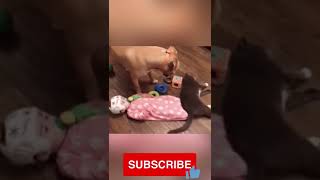 Funny Animals Video 2022🔥😂New Meme Compilation🔥Battle Cats|Tiktok Cringe