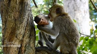 Poor Baby Monkeys Fighting On Tree, Daily Monkeys Man#1160