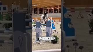 Конь п*кал на соревнованиях😂 #факты #новости #мемори