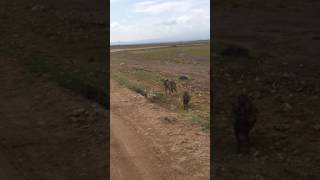 Hyenas within a few feet!