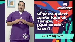 ANIMAL CENTER: Doc., mi perro quiere comer todo el tiempo, ¿Qué debo hacer?