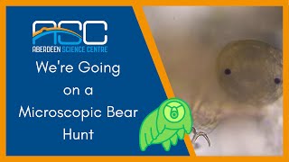 Microscopic Bear Hunt | Tardigrades