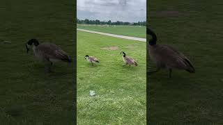 Geese having fun #animal #bird #birds #goose