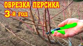 Правильная обрезка персика / 3-й год после посадки / опытный участок / proper peach pruning