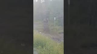 Moose taking a piss in Umbagog NH