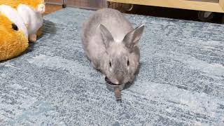 rabbit flippin' his food bowl