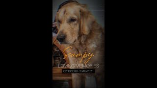 Rip scampy my golden retriever is no more 💔🥺😩