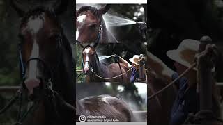 Washing a horse in slow motion! BTS and the result!