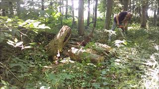 Removing A Widowmaker  -  {Ash Tree} -  Miami County, Indiana