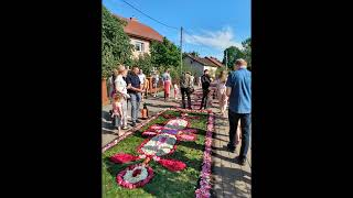 Spycimierz 30.05.2024r. - 🏵️🌹🌼🌸kwietne dywany na Boże Ciało