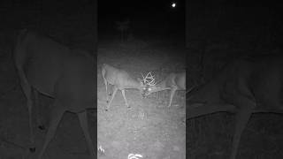 Young Bucks Sparring #deerhunter #hunting #trailcamera