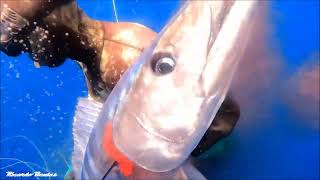 Pescasub / Spearfishing Cavalas-wahoos