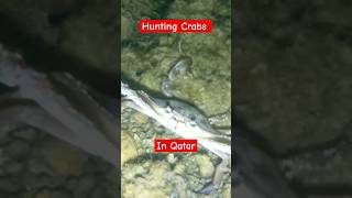 Crab Hunting Qatar #shorts #shortvideo ##crabbing #fypシ #crabs #crabhunting #ofw