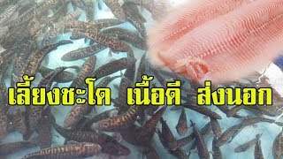 เลี้ยงปลาชะโด | สายพันธุ์เนื้อดี ส่งนอก |