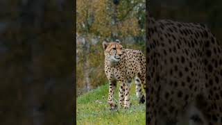 In the region, the cheetah is facing the threat of extinction Please be diligent in the environment