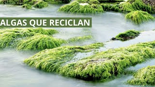 ¿ALGAS que reciclan CO2? ♻️