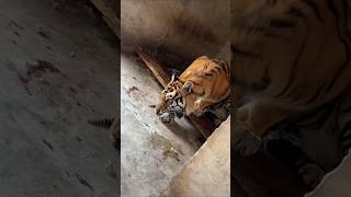 Mom her Cubs #wildlife #shortvideo #shorts #tiger